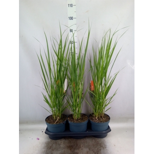 Panicum virgatum