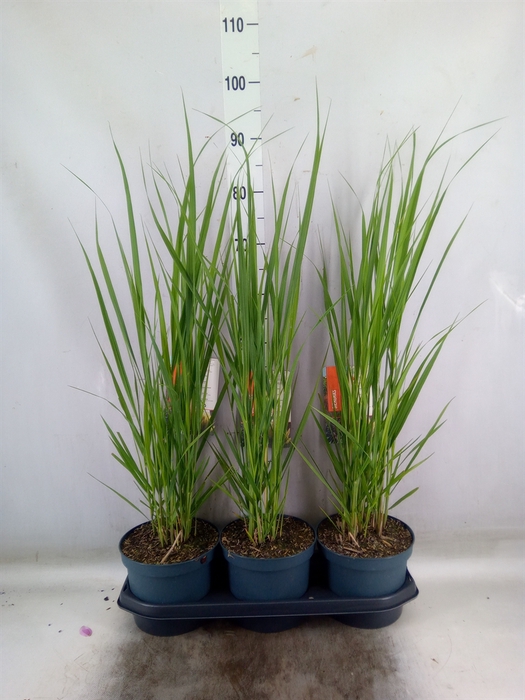 <h4>Panicum virgatum</h4>