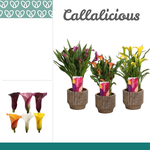 <h4>Zantedeschia Mix in Ompot Jane</h4>