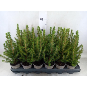Picea glauca 'Conica'