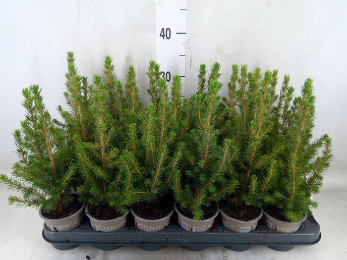 <h4>Picea glauca 'Conica'</h4>