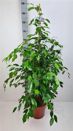 <h4>Fic Ben Exotica</h4>