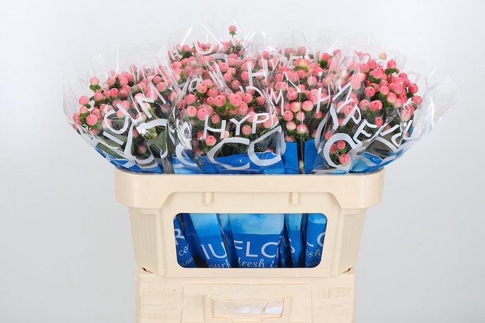 <h4>Hyp Coco Tiamo</h4>