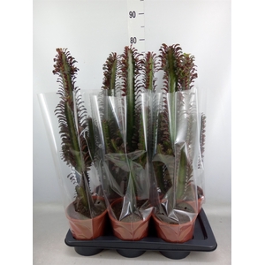 Euphorbia trigona 'Rubra'