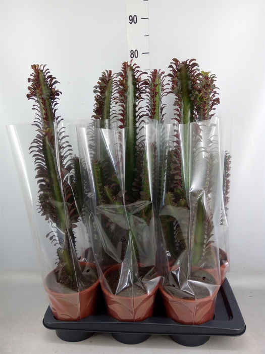 <h4>Euphorbia trigona 'Rubra'</h4>