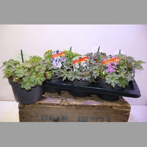 Geranium Overig Mixtray