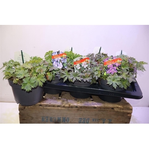 arr8 Geranium Overig Mixtray