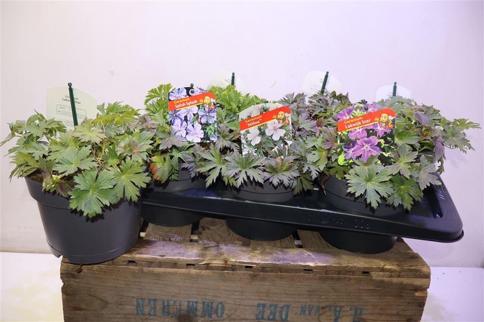 <h4>Geranium Overig Mixtray</h4>