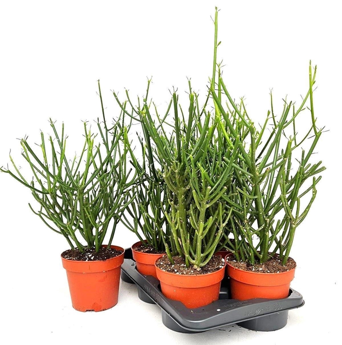 <h4>EUPHOR TIRUCALLI</h4>