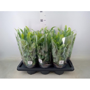 Phlebodium aureum 'Blue Star'