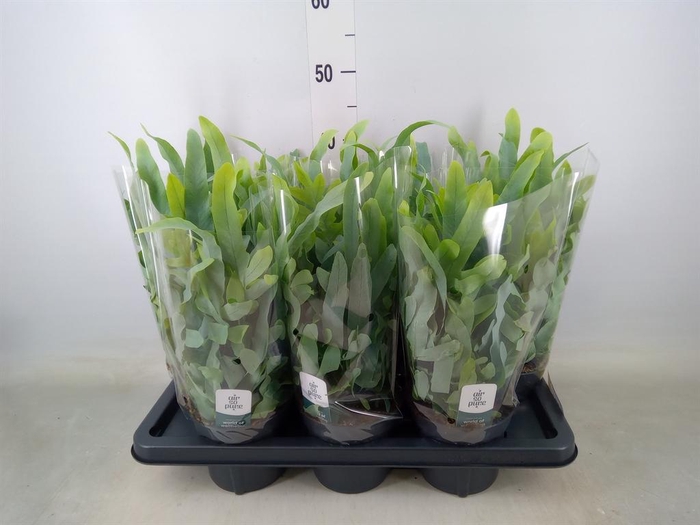 <h4>Phlebodium aureum 'Blue Star'</h4>