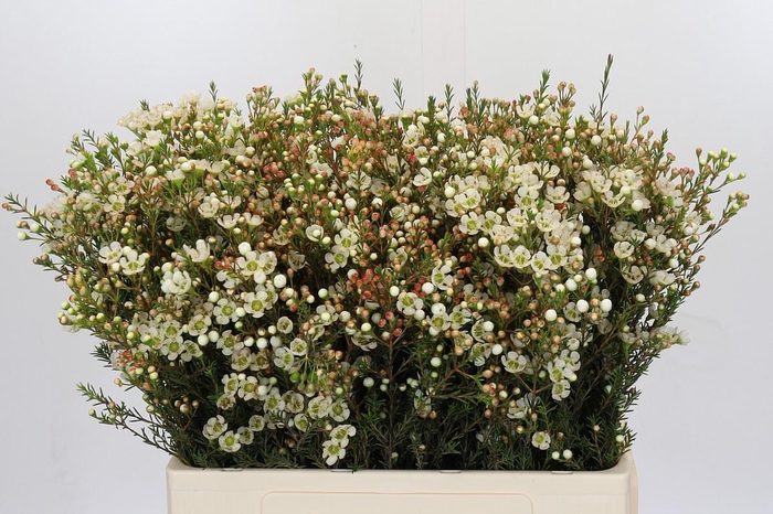 <h4>Chamelaucium Sirius</h4>