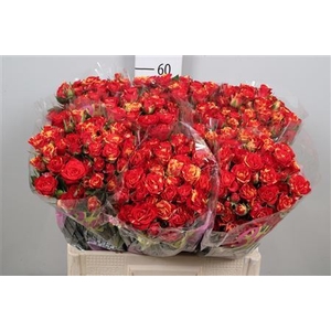 Rosa TR 'Fire Flash'