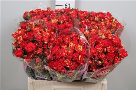 <h4>Rosa TR 'Fire Flash'</h4>