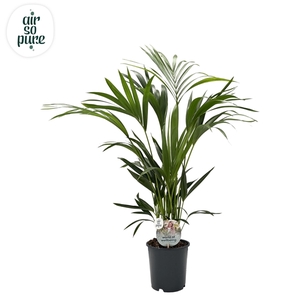 KENTIA - P19 H110 - 6PP - Air So Pure (Howea forsteriana)