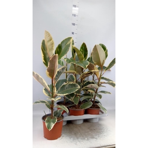 Ficus elastica 'Tineke'