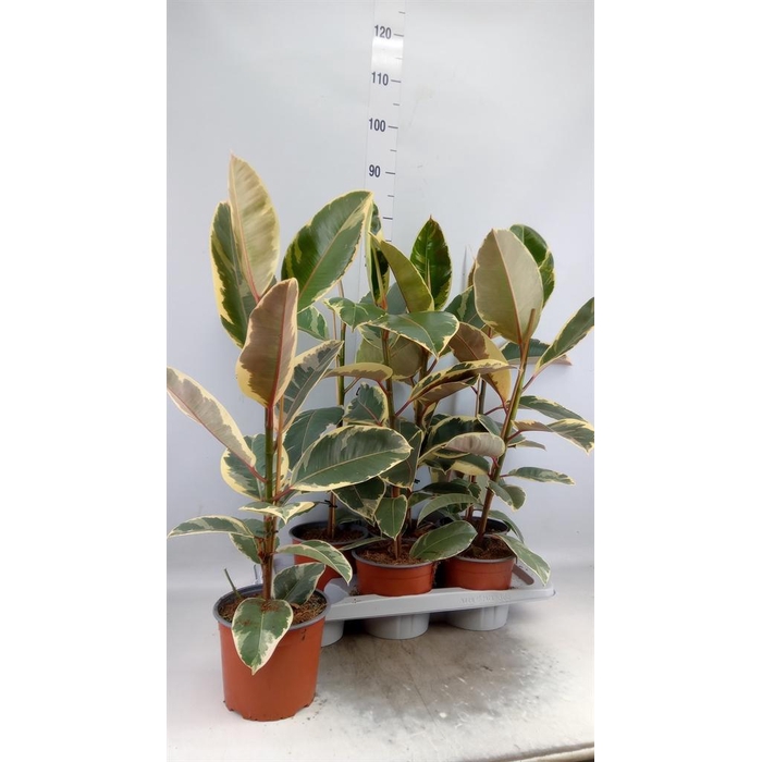 <h4>Ficus elastica 'Tineke'</h4>