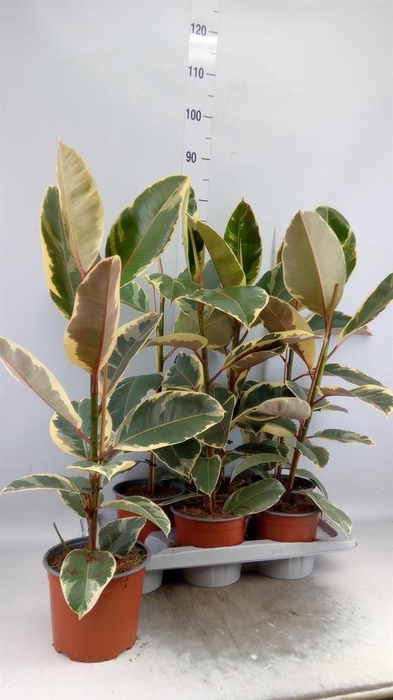 <h4>Ficus elastica 'Tineke'</h4>