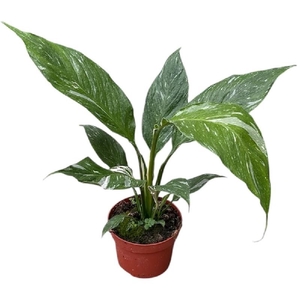 Spathiphyllum Diamond