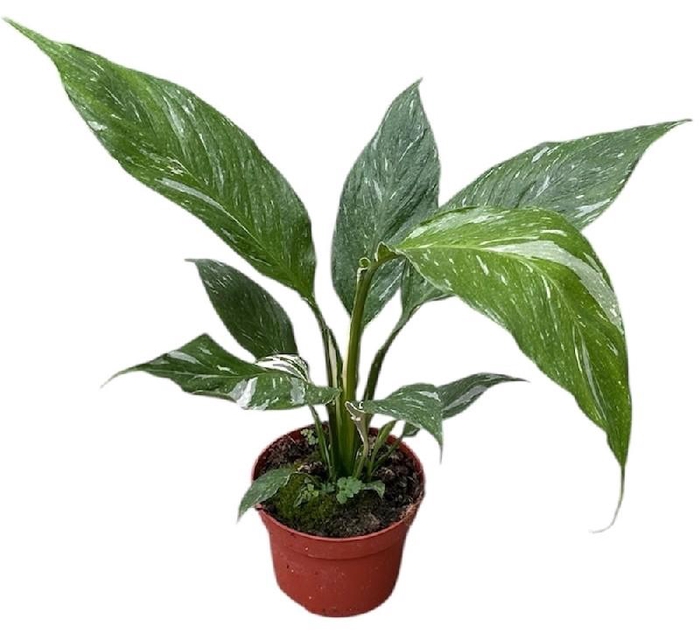 <h4>Spathiphyllum Diamond</h4>