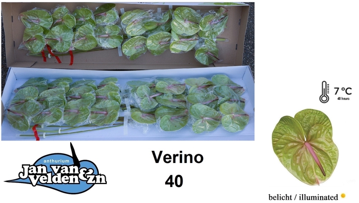 <h4>Anthurium Verino</h4>