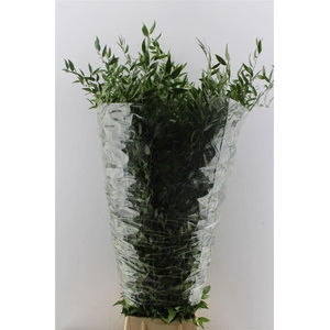 Ruscus Italy Large 100cm ( 4 Stem )