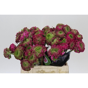 Ranunculus Pon Pon Fanny Extra
