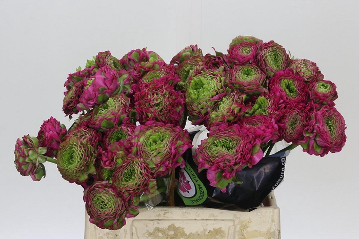 <h4>Ranunculus Pon Pon Fanny Extra</h4>