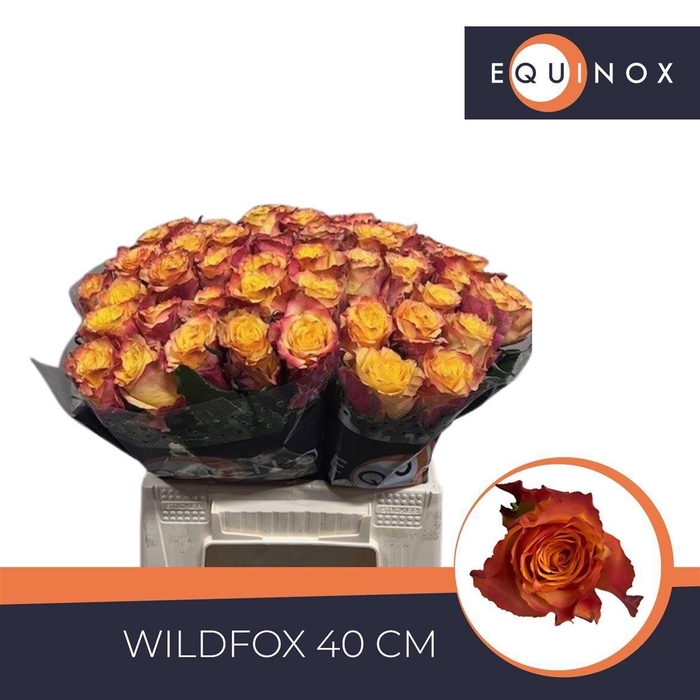 <h4>Rosa a grande fleur Wildfox</h4>