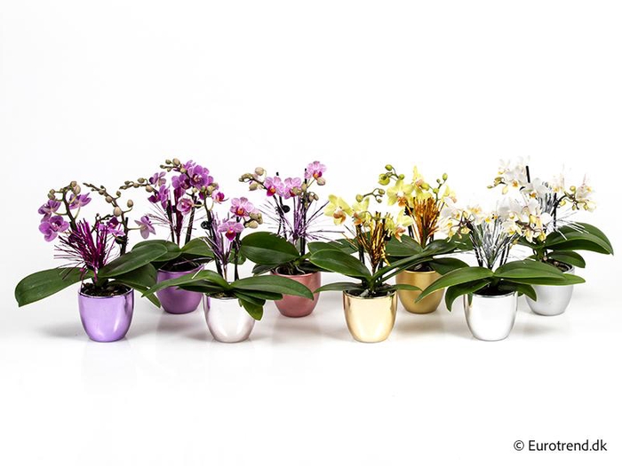 <h4>PHALAENOPSIS-HYBRID</h4>