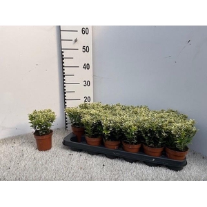 EUONYMUS JA M AUREOV