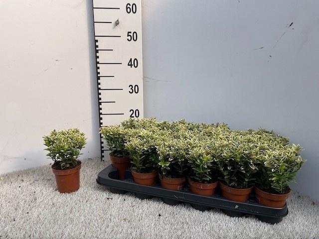 <h4>EUONYMUS JA M AUREOV</h4>