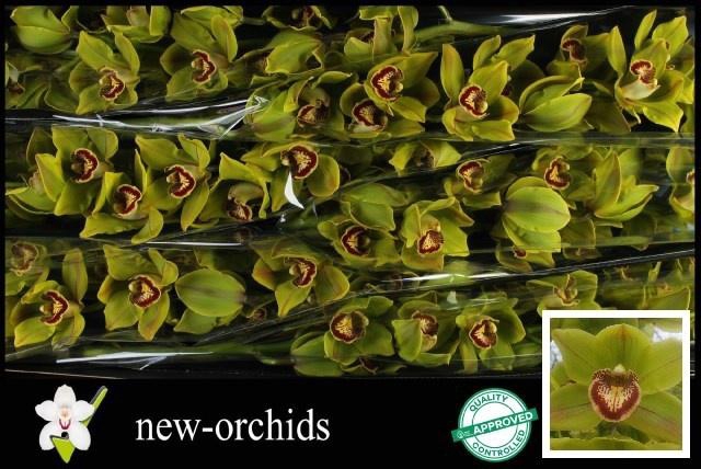 <h4>CYMB T POLYCHROME</h4>