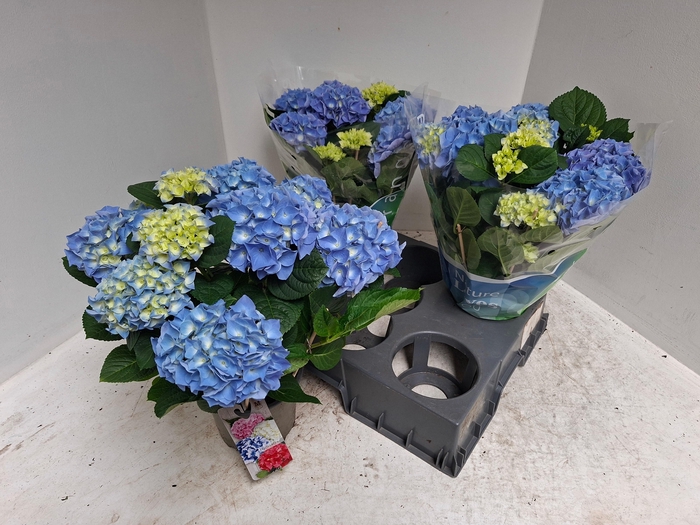 <h4>HYDR M BLAUER ZWERG</h4>