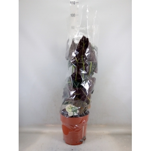 Alocasia amazonica
