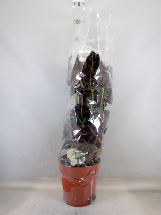 <h4>Alocasia amazonica</h4>