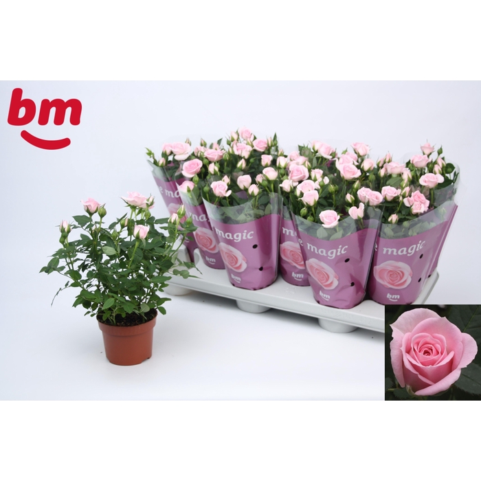 <h4>RO BABY JEWEL</h4>