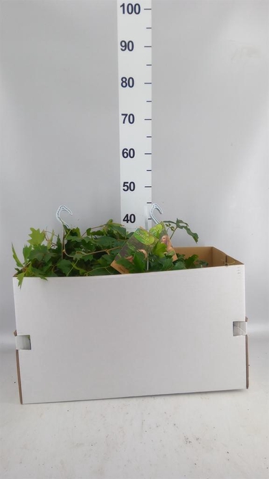 <h4>Cissus rhombifolia 'Ellen Danica'</h4>