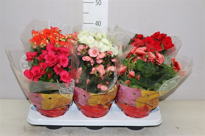 <h4>Begonia Du Gemengd</h4>