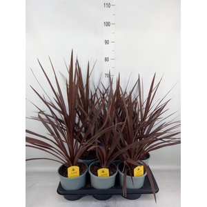 Cordyline austr. 'Red Star'