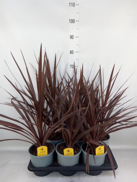 <h4>Cordyline austr. 'Red Star'</h4>