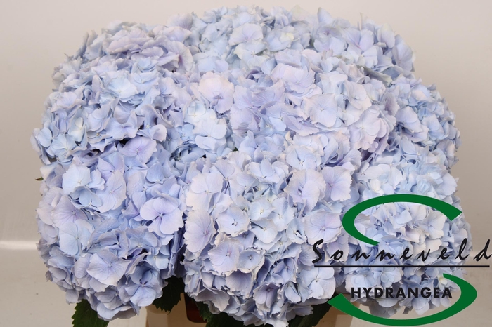 <h4>HYDR M CH VERENA BL</h4>