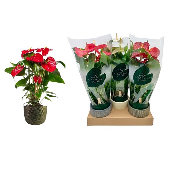 Anthurium Mix 17cm Luxe Keramiek