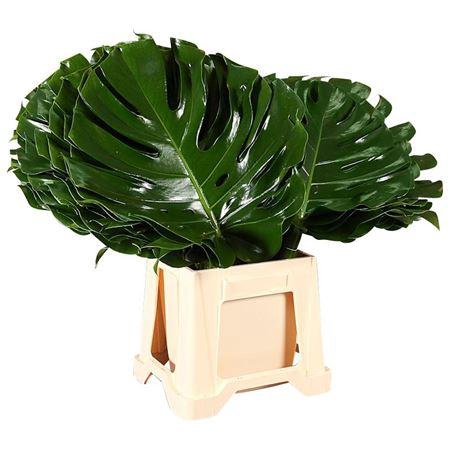 <h4>MONSTERA</h4>