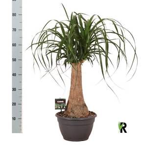 Beaucarnea recurvata