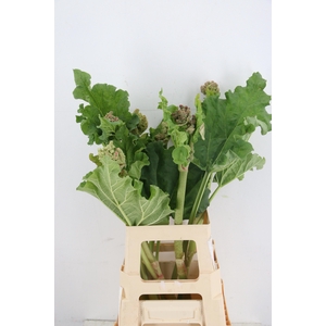 SNIJBLOEMEN OV
