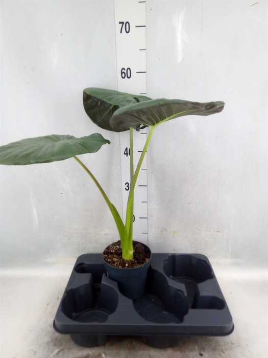 <h4>Alocasia   ...</h4>