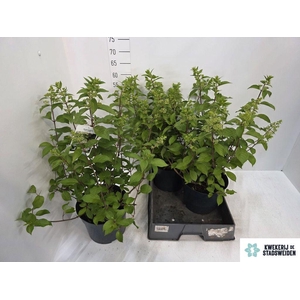 .Hydrangea paniculata