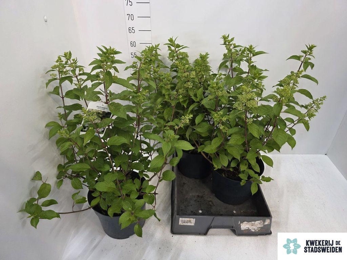 <h4>.Hydrangea paniculata</h4>