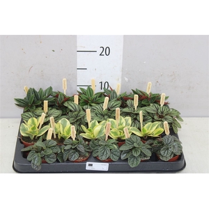 Peperomia Gemengd